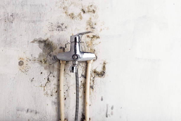 Best Mold Removal Specialists  in North Tustin, CA