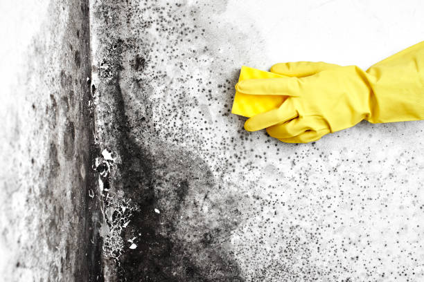  North Tustin, CA Mold Removal Pros