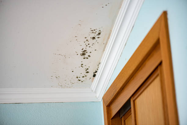Best Mold Remediation Experts  in North Tustin, CA