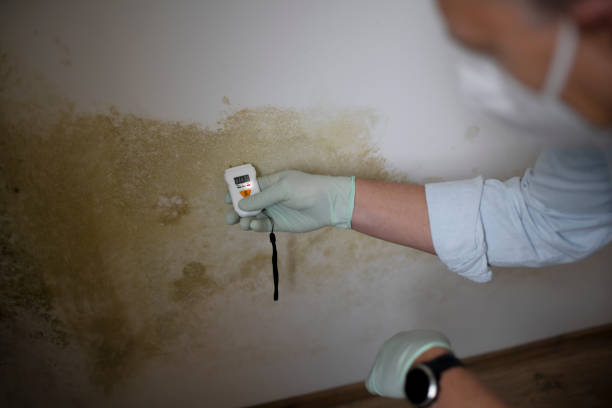 Certified Mold Removal in North Tustin, CA