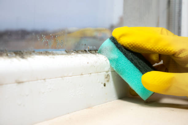 Best Certified Mold Removal  in North Tustin, CA