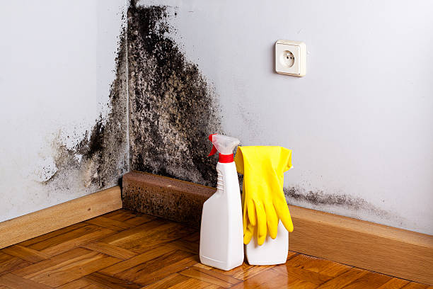 Best Toxic Mold Removal  in North Tustin, CA