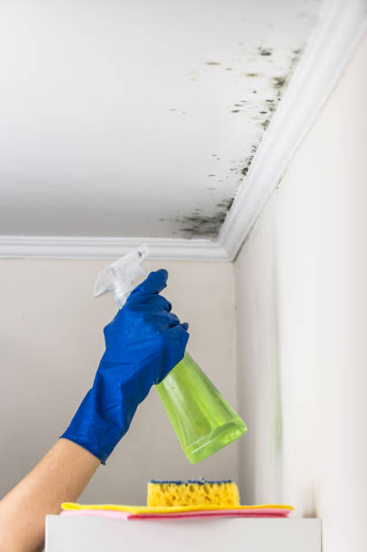 Best Attic Mold Removal  in North Tustin, CA