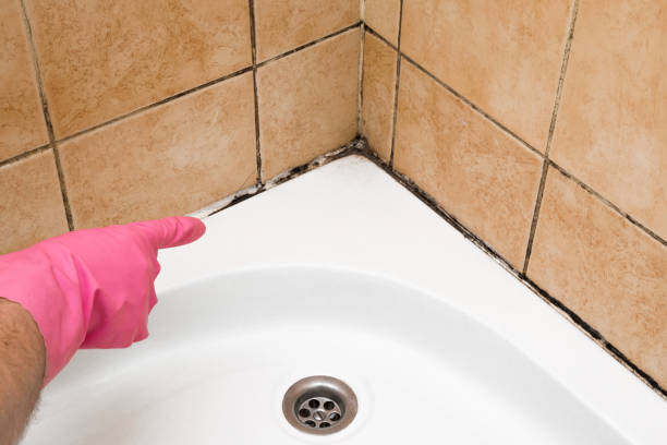 Best Professional Mold Removal  in North Tustin, CA