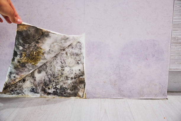 Best Affordable Mold Removal  in North Tustin, CA